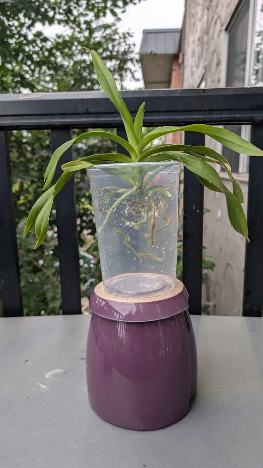 Vanda denisoniana species orchid fragrant - photo 4