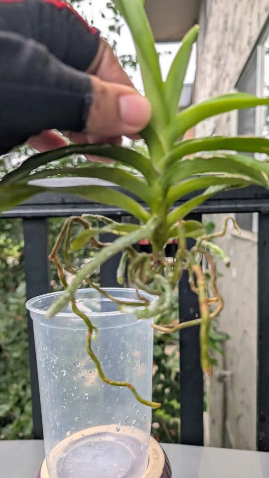 Vanda denisoniana species orchid fragrant - photo 5