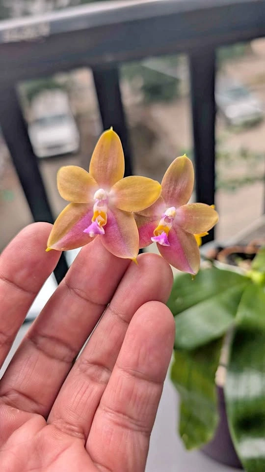 Phalaenopsis Venosa cross fragrant orchid plant