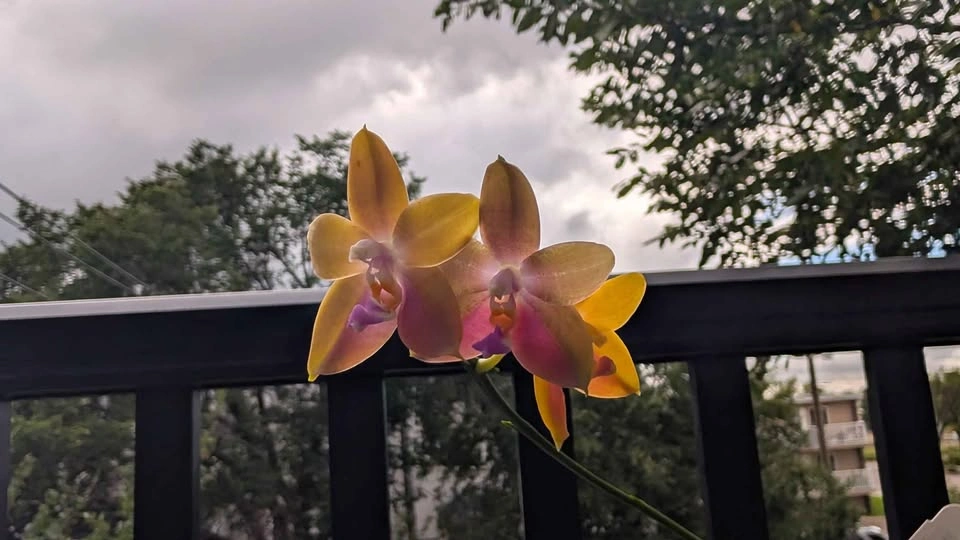 Phalaenopsis Venosa cross fragrant orchid plant - photo 2