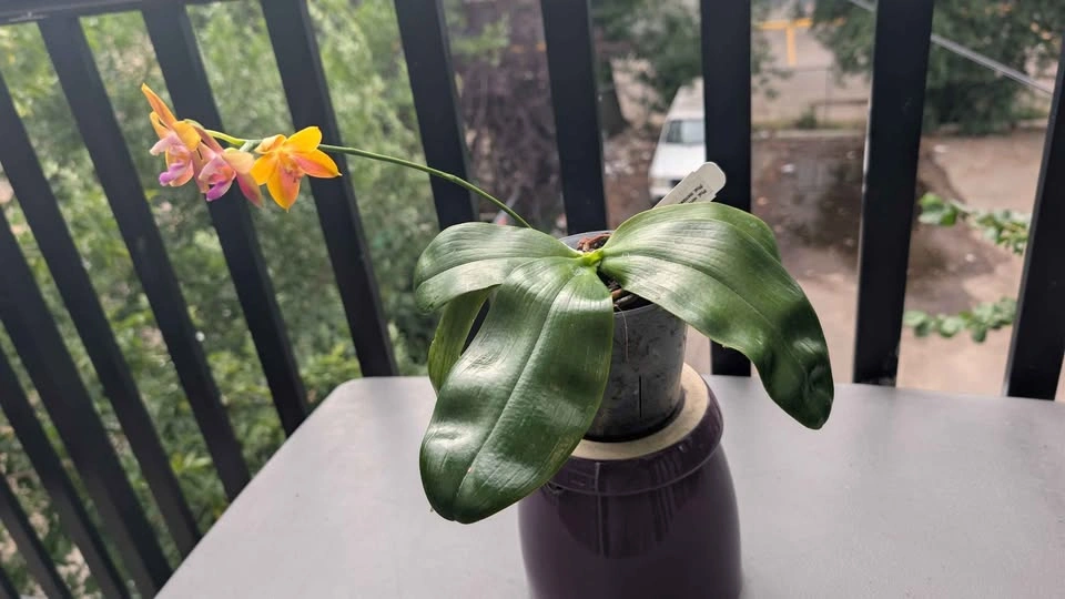 Phalaenopsis Venosa cross fragrant orchid plant - photo 3