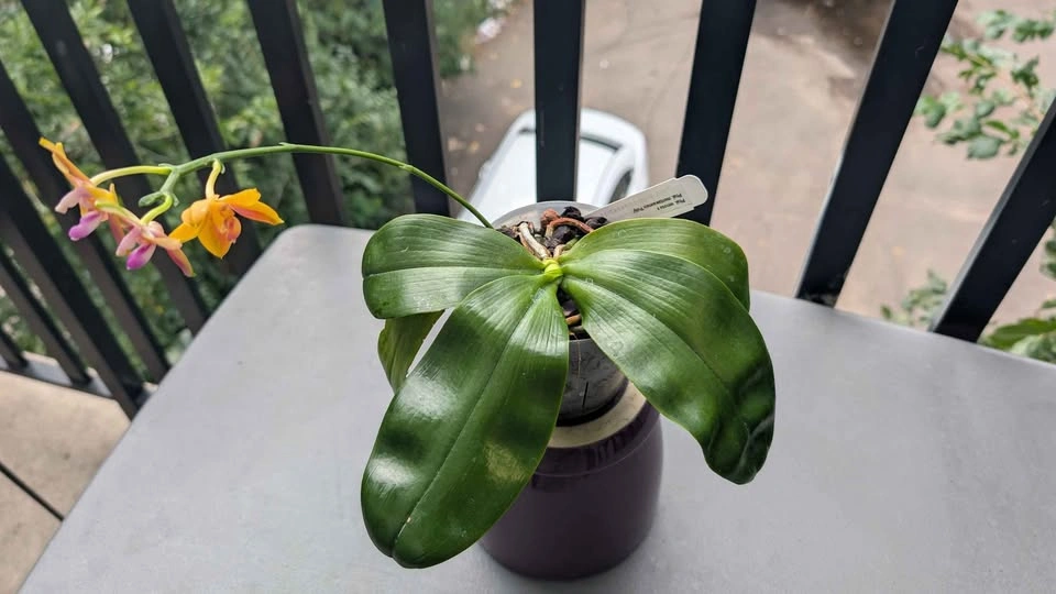 Phalaenopsis Venosa cross fragrant orchid plant - photo 4