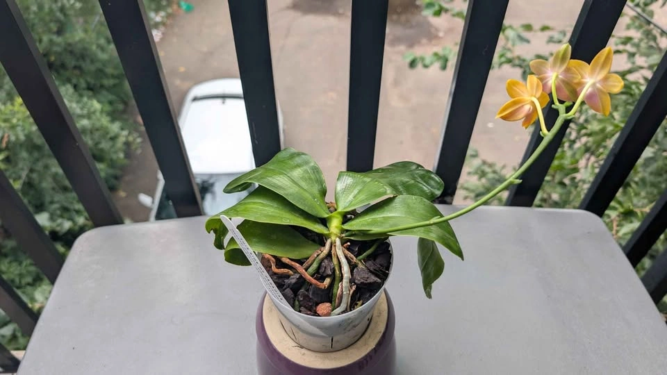 Phalaenopsis Venosa cross fragrant orchid plant - photo 5