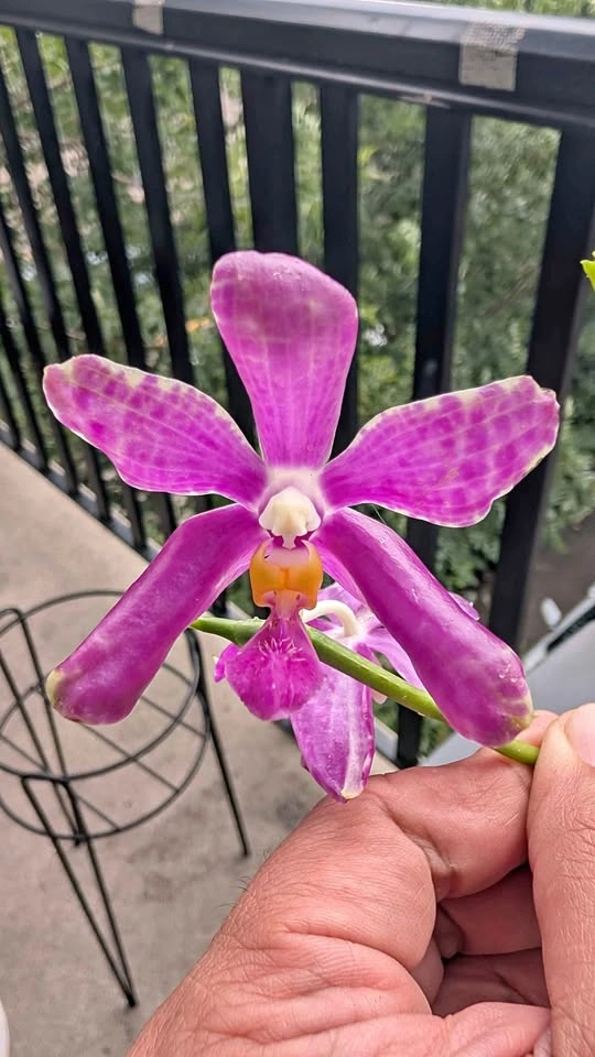 Phalaenopsis Pulchra big flower orchid plant