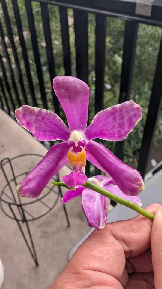 Phalaenopsis Pulchra big flower orchid plant - photo 2