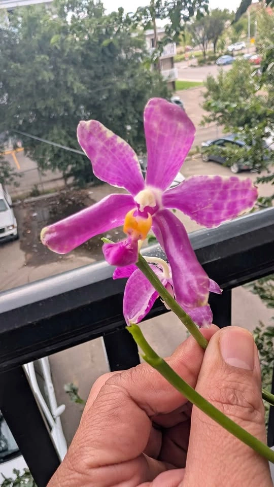 Phalaenopsis Pulchra big flower orchid plant - photo 3