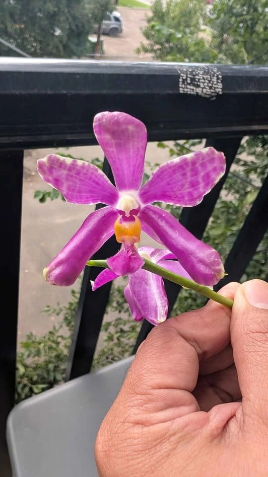 Phalaenopsis Pulchra big flower orchid plant - photo 4