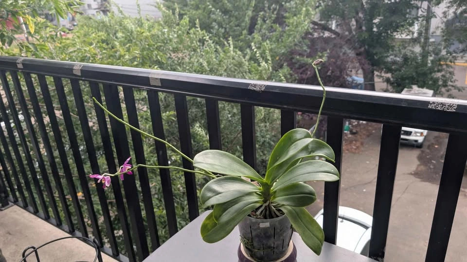 Phalaenopsis Pulchra big flower orchid plant - photo 5