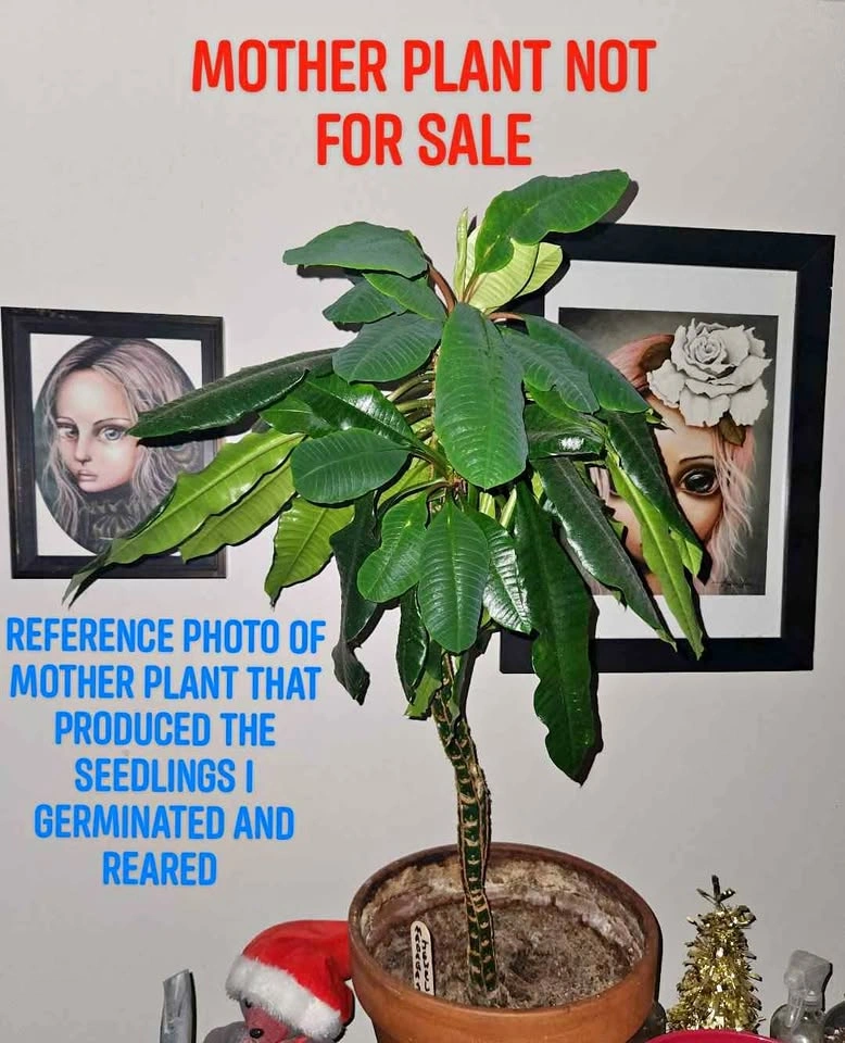 Madagascar Jewel Seedlings