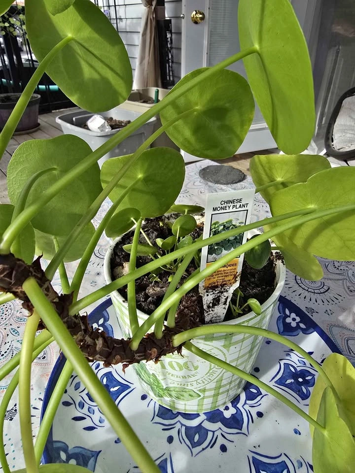 Money Plant, Large and Healthy in a Decorator Pot
