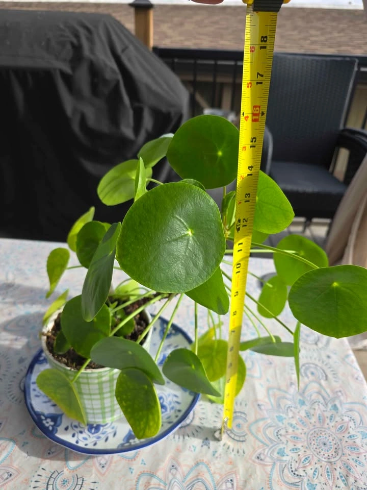 Money Plant, Large and Healthy in a Decorator Pot - photo 2
