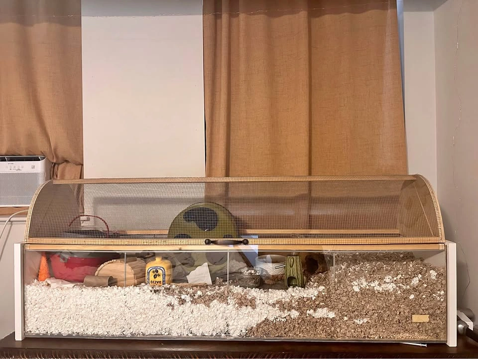 Complete Hamster Enclosure Setup