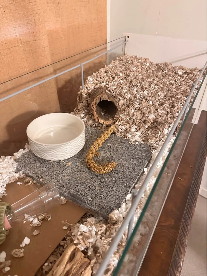 Complete Hamster Enclosure Setup - photo 5