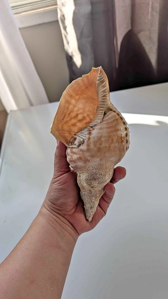 Conch shell