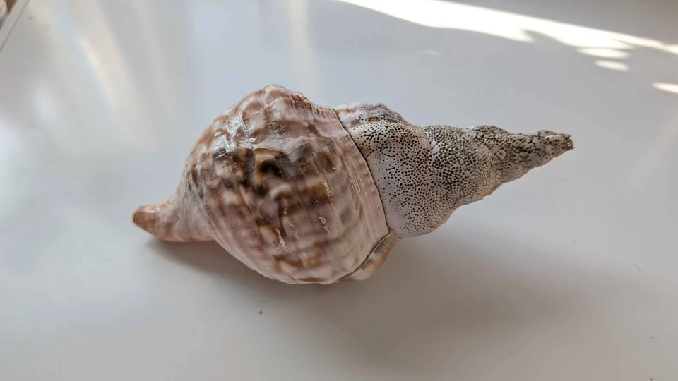 Conch shell - photo 2
