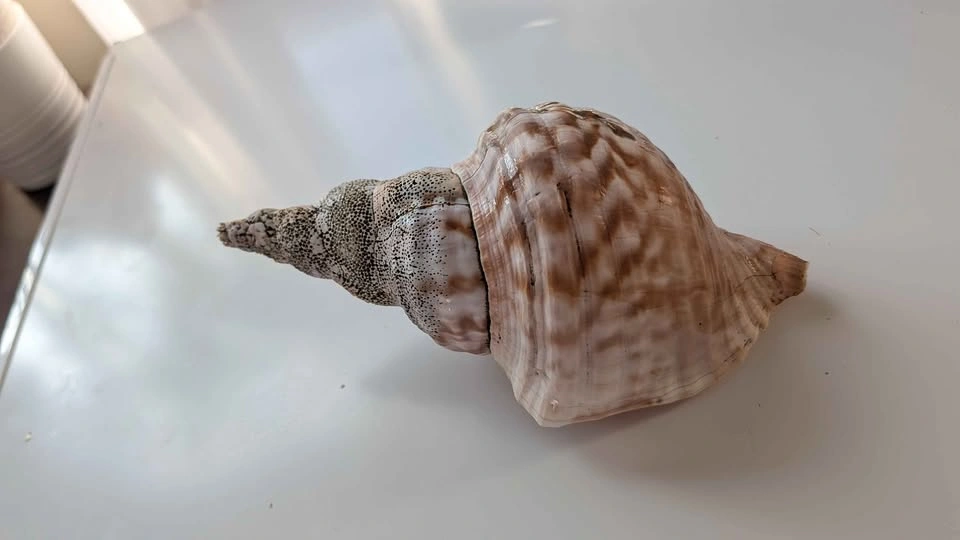 Conch shell - photo 3