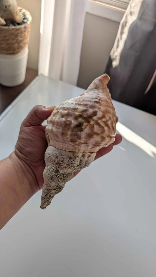 Conch shell - photo 4