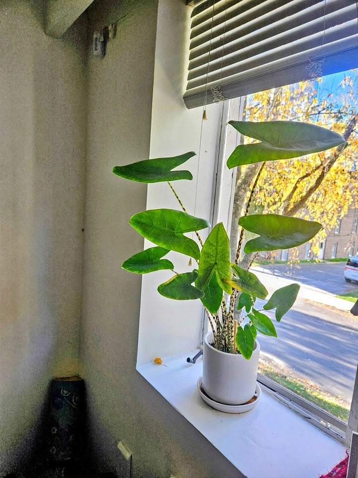 Zebra plant