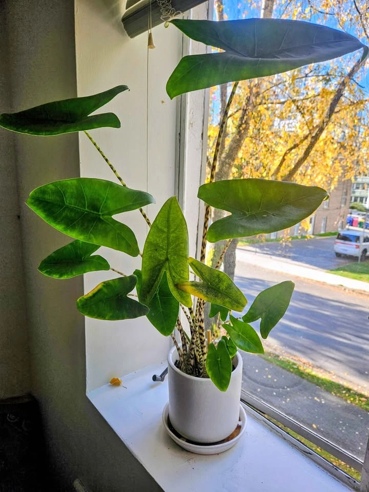 Zebra plant - photo 2