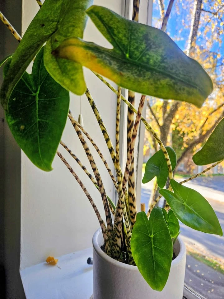 Zebra plant - photo 4