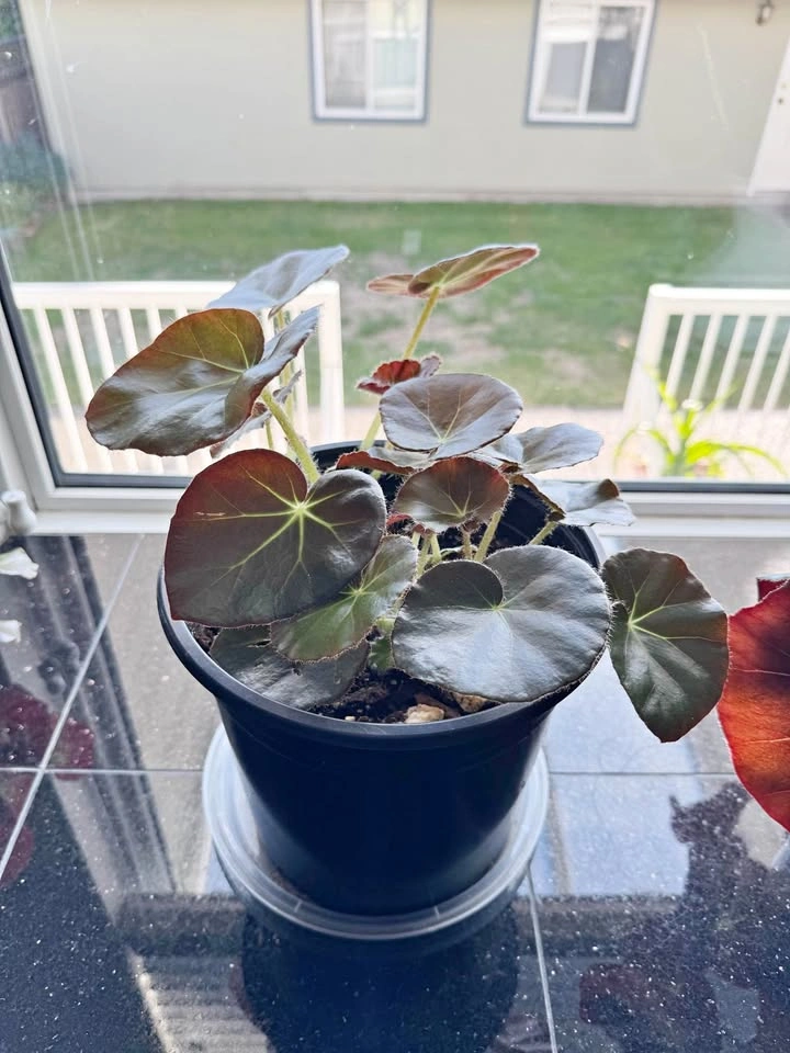 House Plant #1 - Beefsteak Begonia