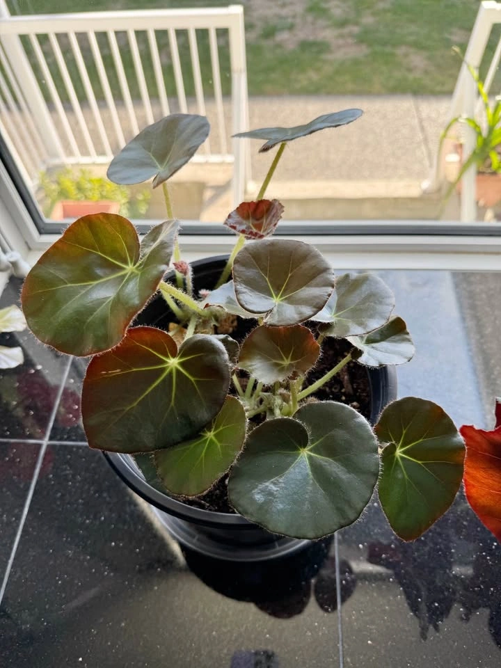 House Plant #1 - Beefsteak Begonia - photo 2
