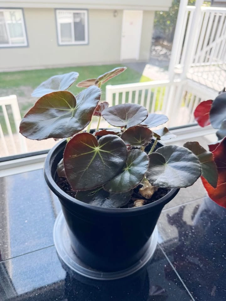 House Plant #1 - Beefsteak Begonia - photo 3