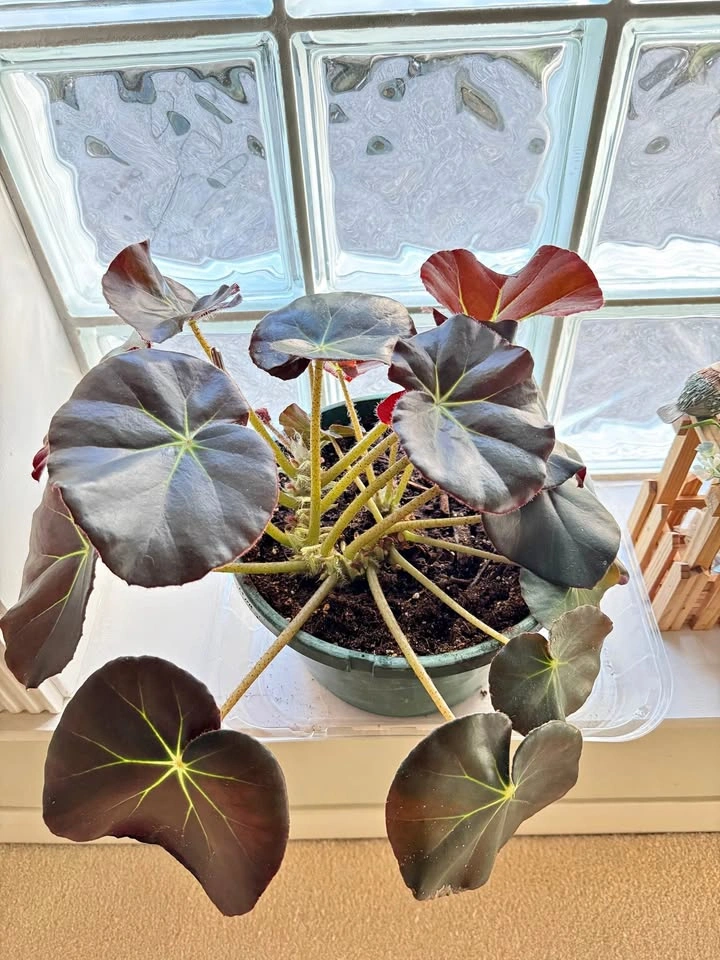House Plant #2 - Beefsteak Begonia