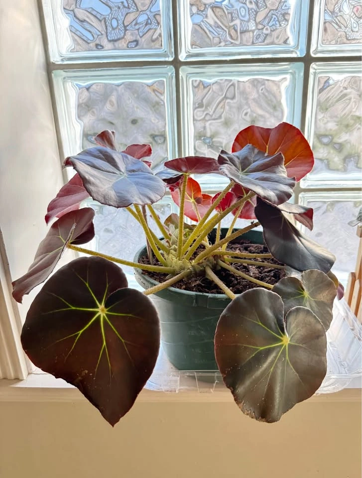 House Plant #2 - Beefsteak Begonia - photo 2