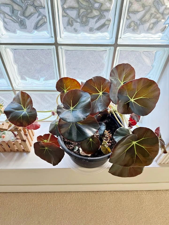 House Plant #3 - Beefsteak Begonia