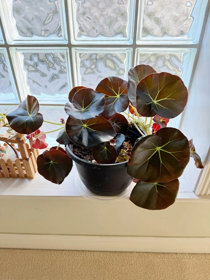House Plant #3 - Beefsteak Begonia - photo 2