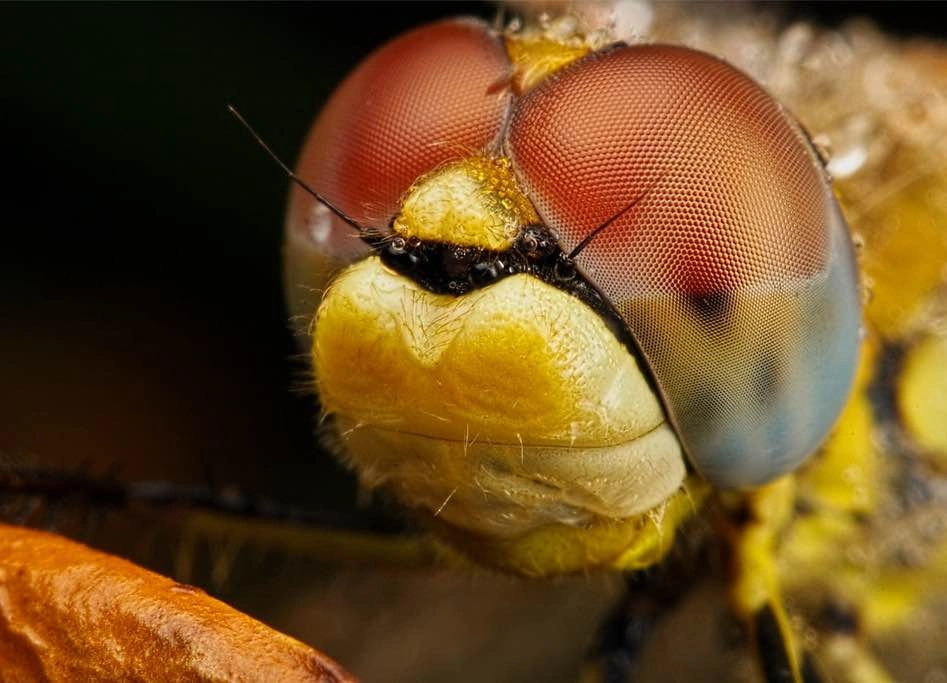 Canon EF-S 60mm f/2.8 Macro USM Lens - photo 5