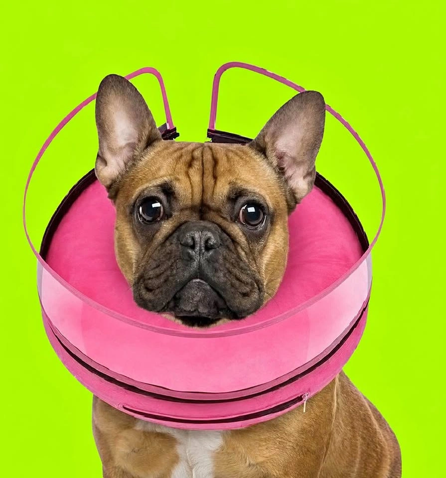 Barkless 2-in-1 Inflatable Dog Cone Alternative - Hot Pink - M
