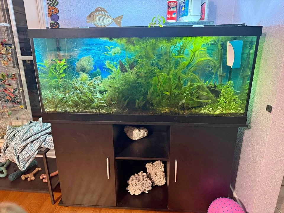 75 Gallon Aquarium