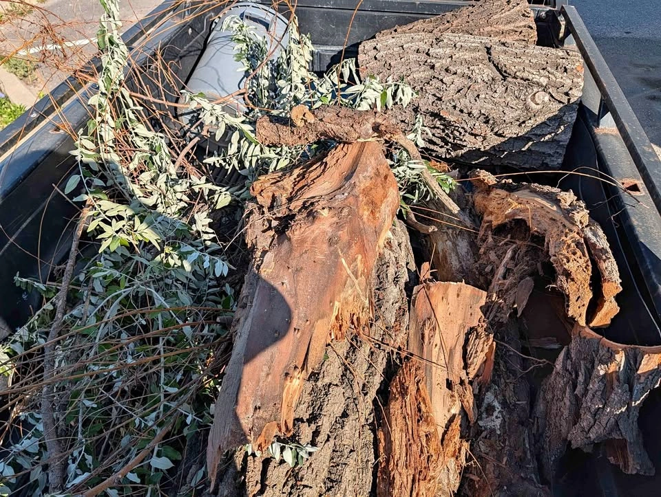 Free firewood