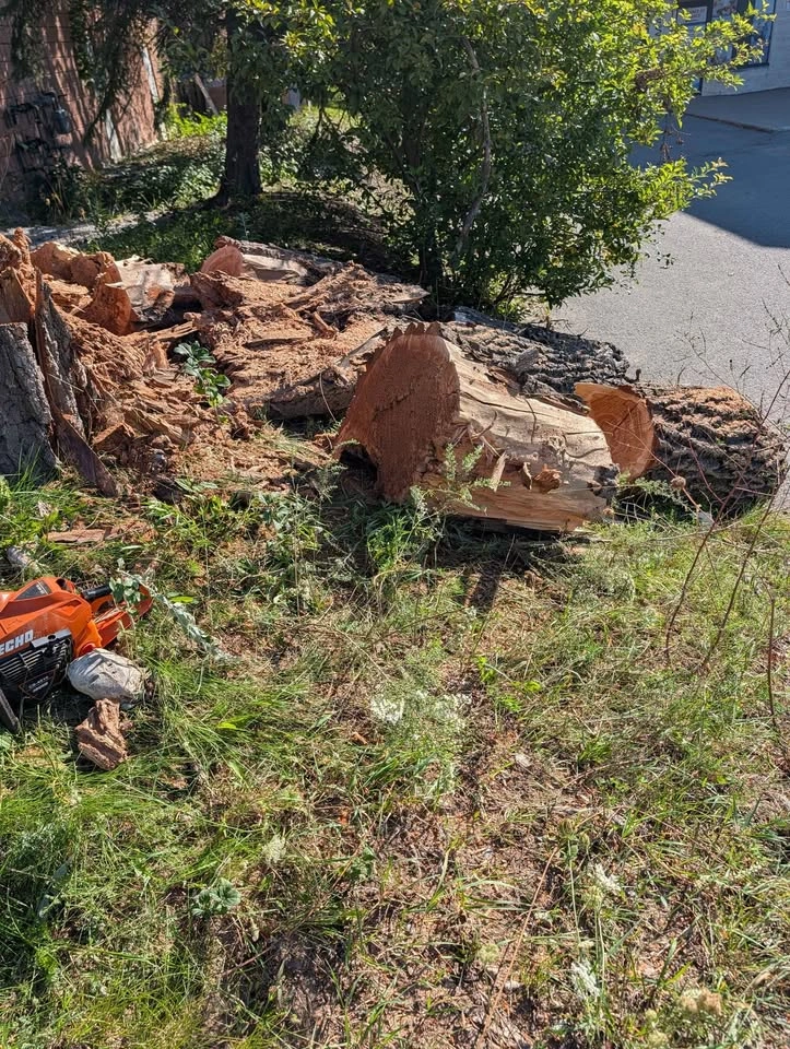 Free firewood - photo 2