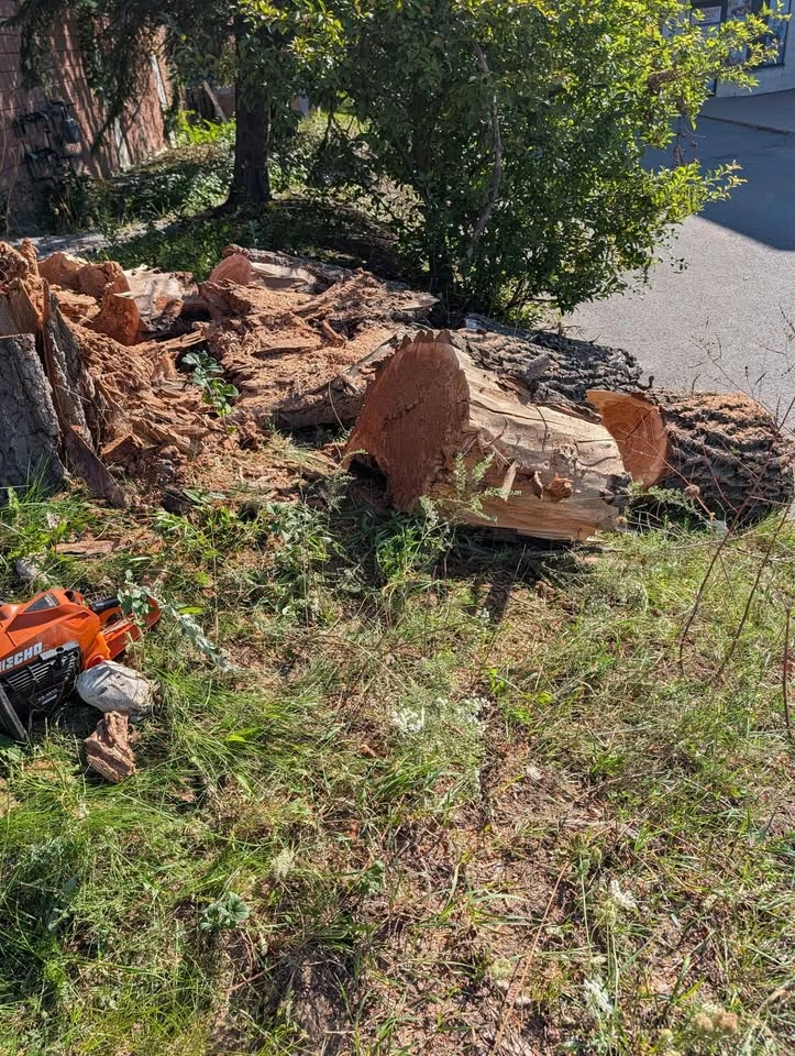Free firewood - photo 3