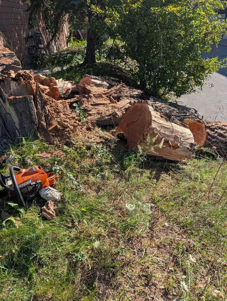 Free firewood - photo 4