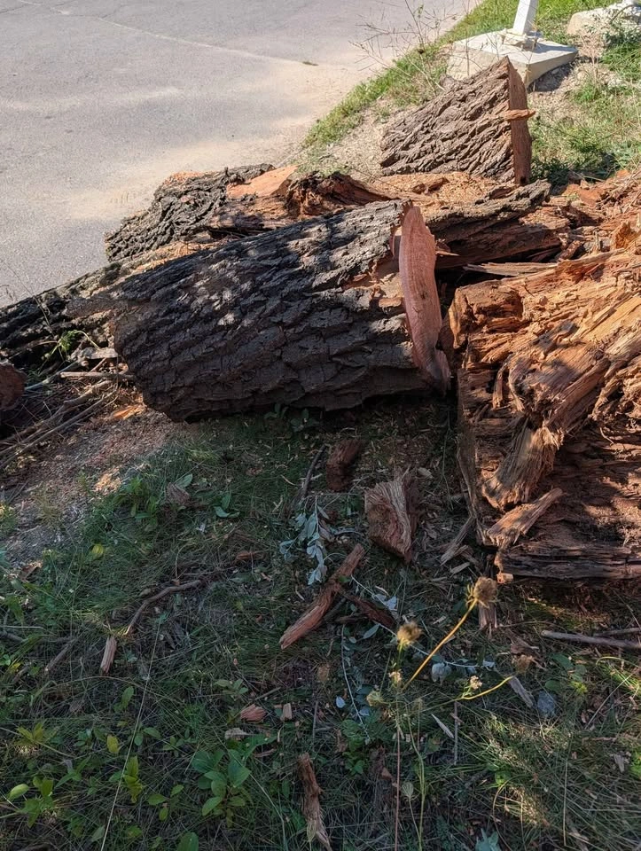 Free firewood - photo 5