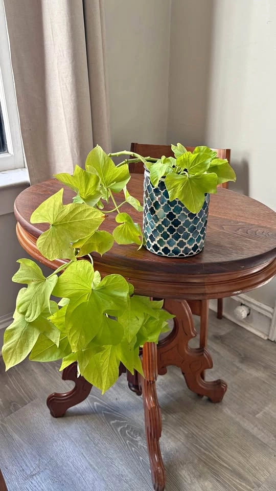 Sweet potato vine and mosaic pot