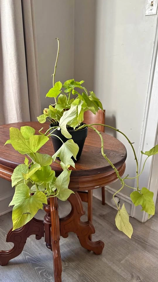 Sweet potato vine and black pot