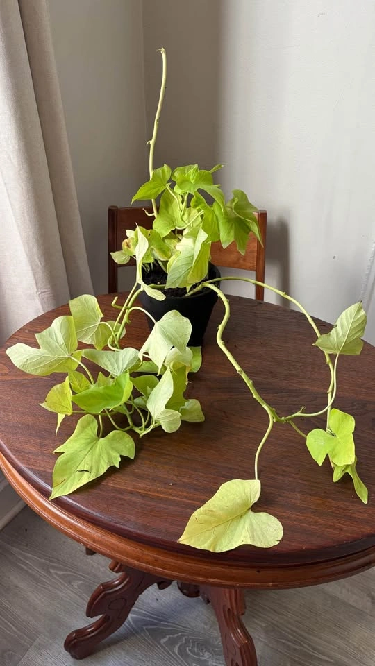 Sweet potato vine and black pot - photo 2