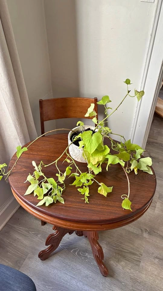 Sweet potato vine (lime variety) and Terrazo pot