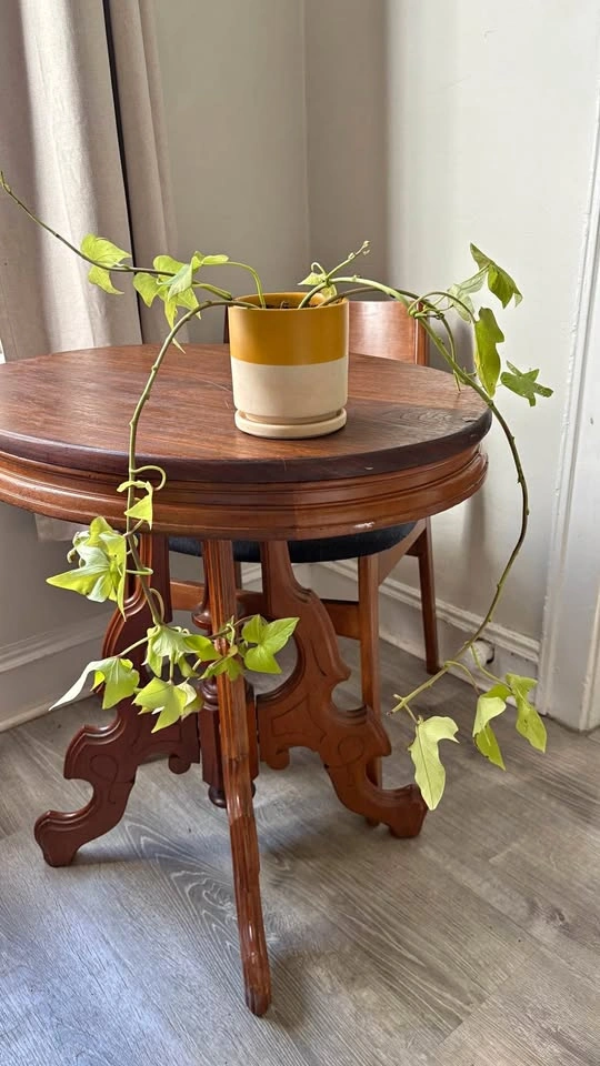 Sweet potato vine (lime variety)