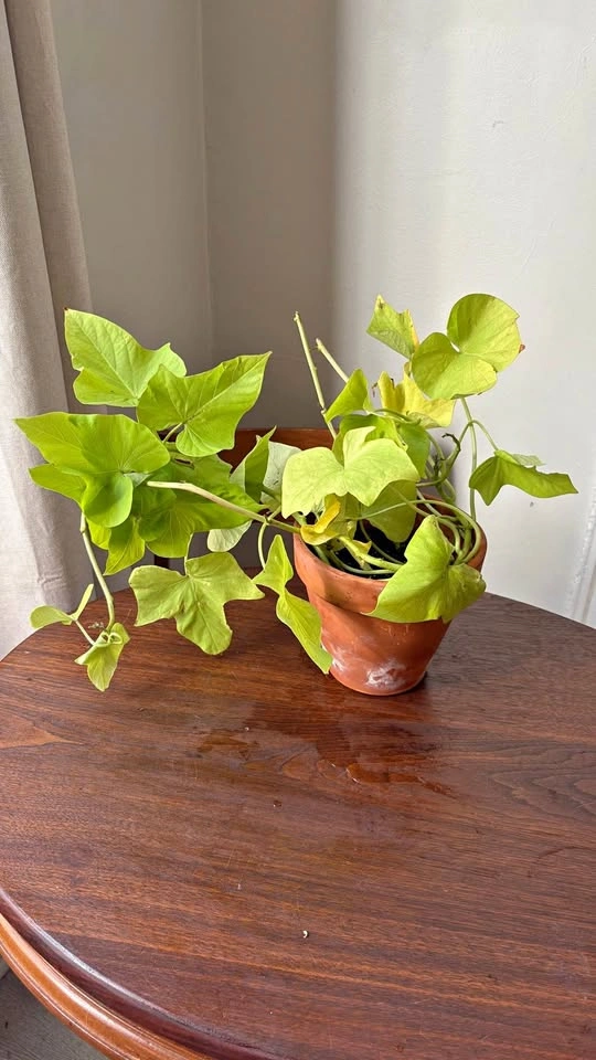Sweet potato vine and terra-cotta pot