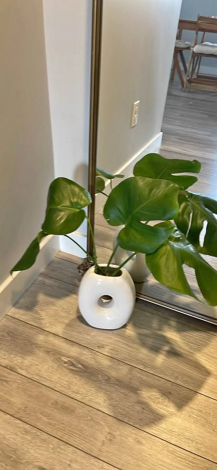 White Ceramic Donut Vase with Monstera Cuttings