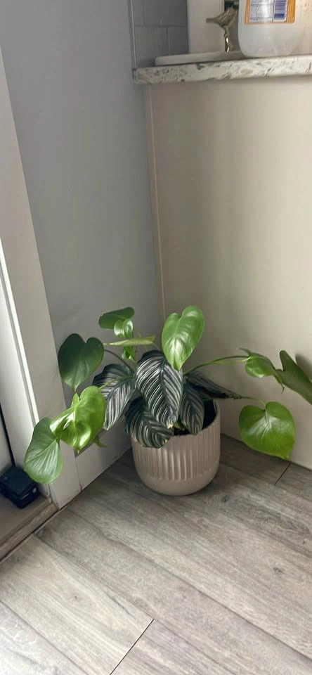 Monstera Deliciosa and Calathea Ornata in Ceramic Pot