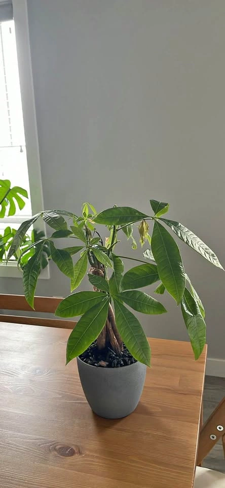Money Tree Houseplant