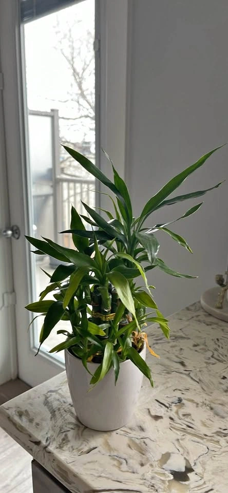 Lucky Bamboo Plant in White Ceramic Pot