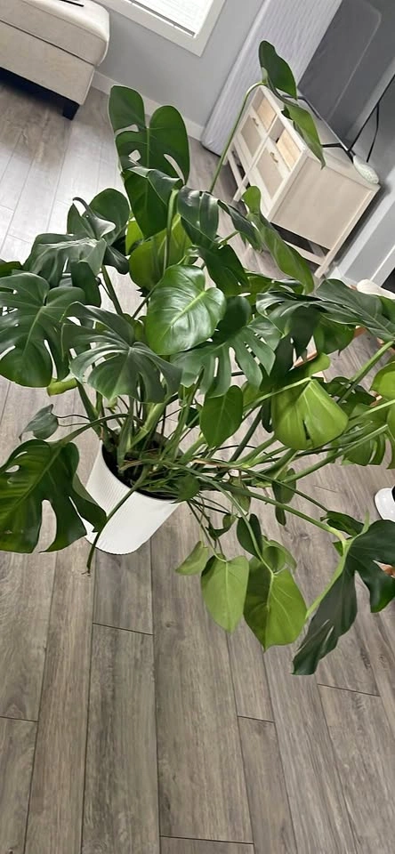 Monstera Deliciosa Swiss Cheese Plant